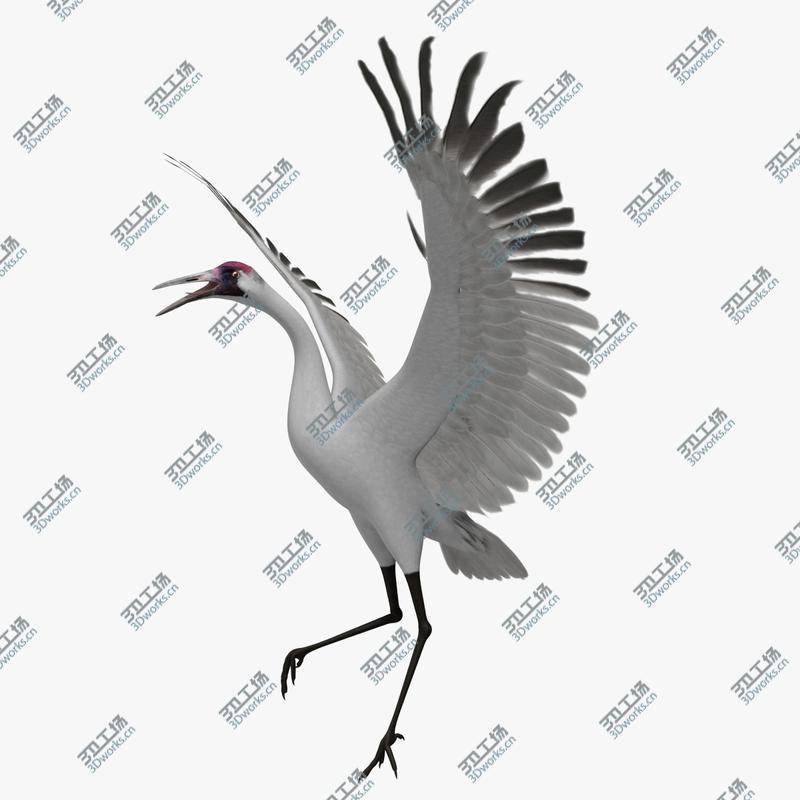 images/goods_img/20210319/Grus Americana 'Whooping Crane'/1.jpg